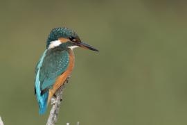 Zimorodek zwyczajny - Common Kingfisher