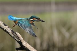 Zimorodek zwyczajny - Common Kingfisher