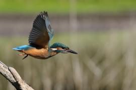 Zimorodek zwyczajny - Common Kingfisher