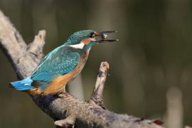 Zimorodek zwyczajny - Common Kingfisher
