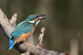 Zimorodek zwyczajny - Common Kingfisher