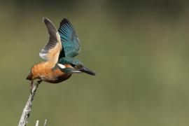 Zimorodek zwyczajny - Common Kingfisher
