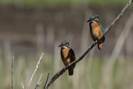 Zimorodek zwyczajny - Common Kingfisher