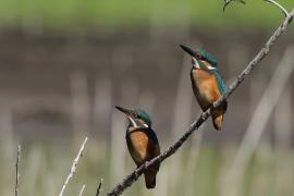 Zimorodek zwyczajny - Common Kingfisher