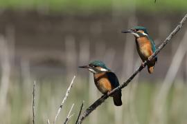 Zimorodek zwyczajny - Common Kingfisher