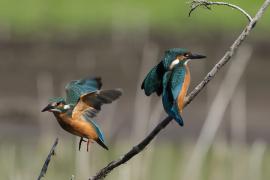Zimorodek zwyczajny - Common Kingfisher