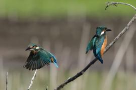 Zimorodek zwyczajny - Common Kingfisher