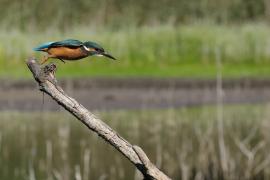Zimorodek zwyczajny - Common Kingfisher