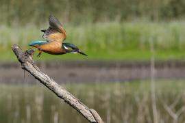 Zimorodek zwyczajny - Common Kingfisher