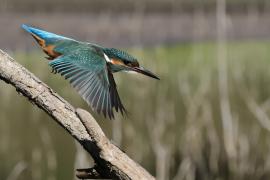 Zimorodek zwyczajny - Common Kingfisher