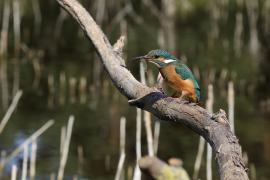 Zimorodek zwyczajny - Common Kingfisher