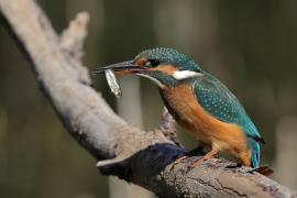 Zimorodek zwyczajny - Common Kingfisher