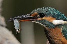 Zimorodek zwyczajny - Common Kingfisher