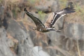 Orzeł stepowy - Steppe Eagle