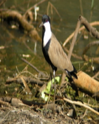 Czajka szponiasta - Vanellus spinosus - Spur-winged Lapwing