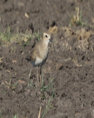 Sieweczka długonoga - Charadrius asiaticus - Caspian plover