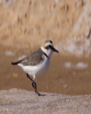 Sieweczka morska - Charadrius alexandrinus - Kentish Plover