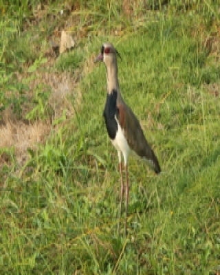 Czajka miedziana - Vanellus chilensis - Southern Lapwing