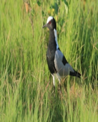 Czajka srokata - Vanellus armatus - Blacksmith Lapwing