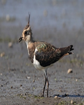 Czajka - Vanellus vanellus - Northern Lapwing