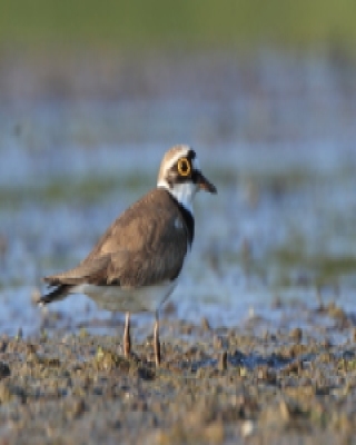 Sieweczka rzeczna - Charadrius dubius - Little Ringed Plover