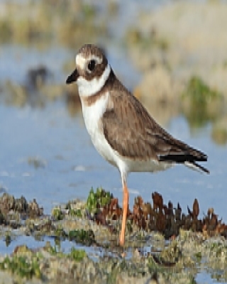 Sieweczka obrożna - Charadrius hiaticula - Common Ringed Plover