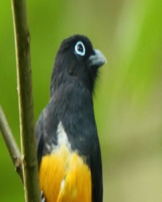 Trogon czarnogłowy - Trogon melanocephalus - Black-headed Trogon