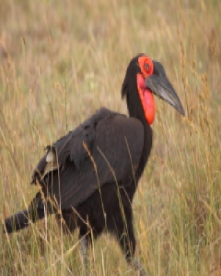 Dzioboróg kafryjski - Bucorvus leadbeateri - Southern Ground Hornbill
