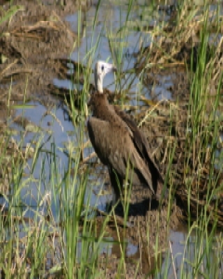 Sęp brunatny - Necrosyrtes monachus - Hooded Vulture
