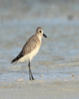 Siewnica - Pluvialis squatarola - Grey Plover