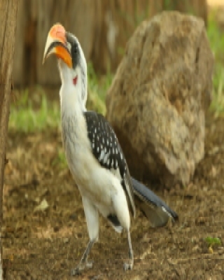 Toko plamisty - Tockus deckeni jacksoni - Jackson's Hornbill