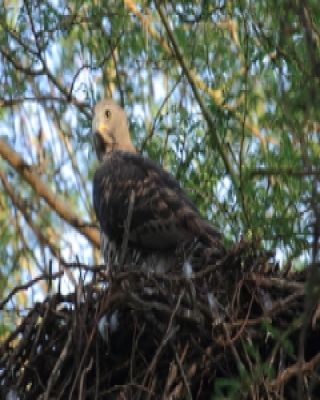 Wojownik wspaniały - Stephanoaetus coronatus - Crowned Eagle