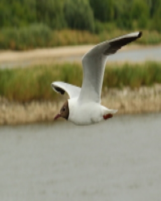 Śmieszka - Chroicocephalus ridibundus - Black-headed Gull