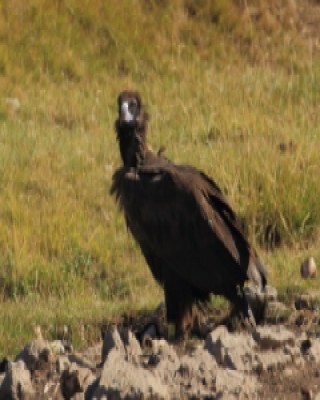 Sęp kasztanowaty - Aegypius monachus - Black Vulture