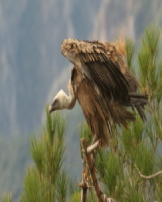 Sęp płowy - Gyps fulvus - Griffon Vulture