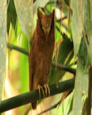 Syczek cejloński - Otus thilohoffmanni - Serendib Scops Owl