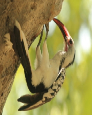 Toko białogrzbiety - Tockus erythrorhynchus - Northern Red-billed Hornbill