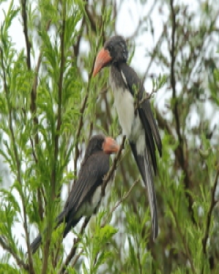 Toko czarnogłowy - Lophoceros alboterminatus - Crowned Hornbill