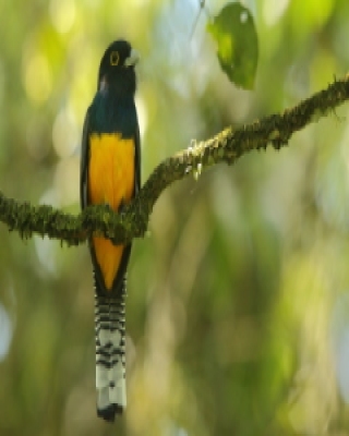 Trogon wyżynny - Trogon caligatus - Gartered Trogon