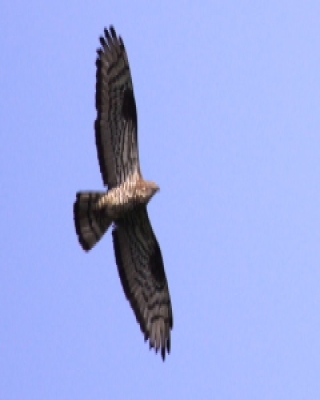 Trzmielojad - Pernis apivorus - European Honey Buzzard
