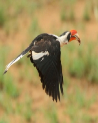 Toko czarnoskrzydły - Tockus deckeni - Von der Decken's Hornbill