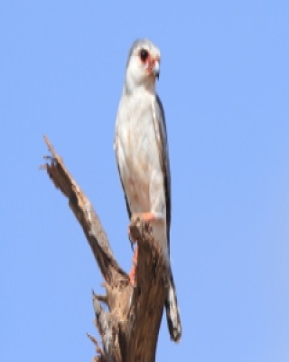 Sokołowe - Falconiformes