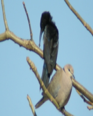 Czarnodudek ciemnodzioby - Rhinopomastus aterrimus - Black Scimitarbill