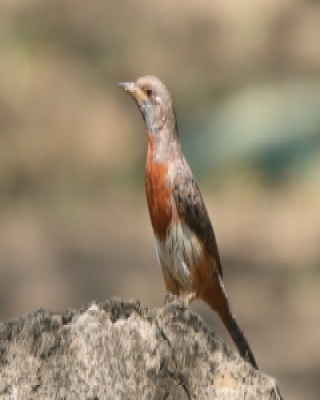 Krętogłów afrykański - Jynx ruficollis - Rufous-breasted Wryneck