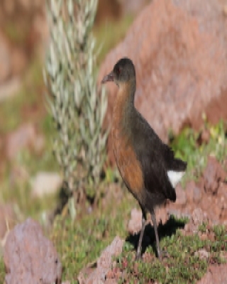 Rudowodnik - Rougetius rougetii - Rouget's Rail