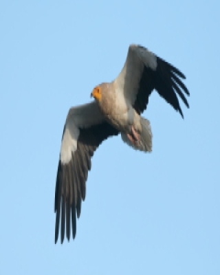 Ścierwnik - Neophron percnopterus - Egyptian Vulture
