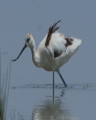 Szablodziób - Recurvirostra avosetta - Pied Avocet