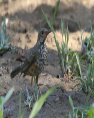 Drozd ogorzały - Turdus olivaceus - Olive Thrush