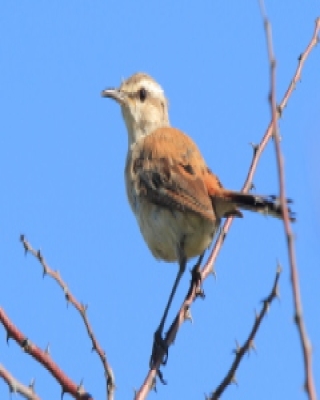Drozdówka pustynna - Cercotrichas paena - Kalahari Scrub Robin