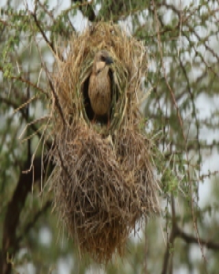 Dziergacz łuskowany - Plocepasser donaldsoni - Donaldson Smith's Sparrow Weaver